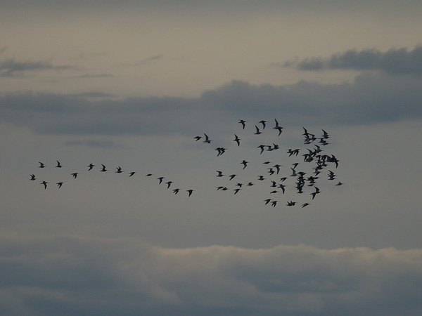 Punakuiri, Bar-tailed Godwit, Limosa lapponica